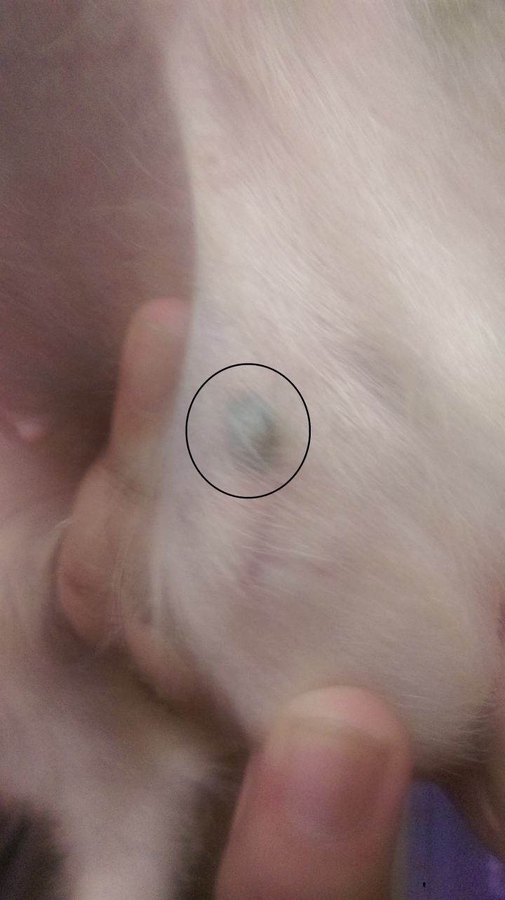 【求助】請問 有人知道狗狗腿上的這顆黑痘 是什麼嗎!?