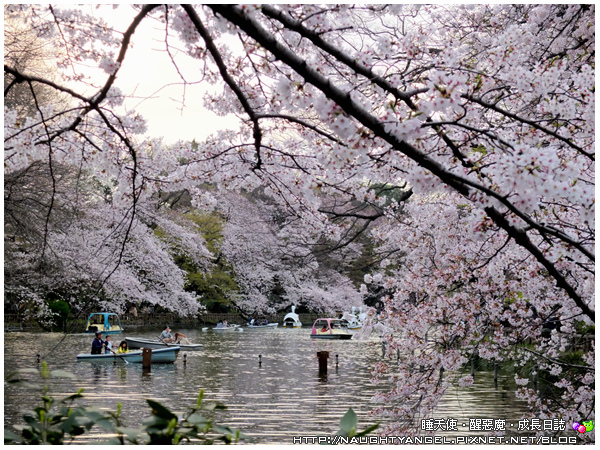 【賞櫻。井之頭恩賜公園】atré吉祥寺打敗櫻花，因為太好逛了(超市、美食、雜貨)