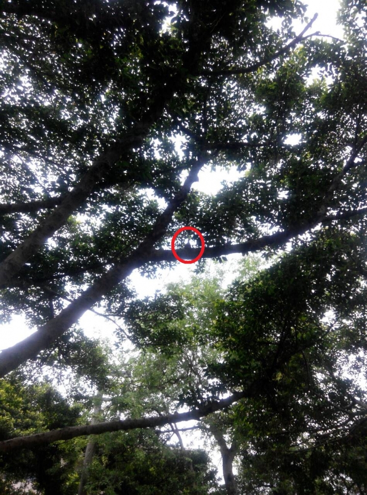 請問有人知道這傢伙(鳥)是什麼種的嗎?