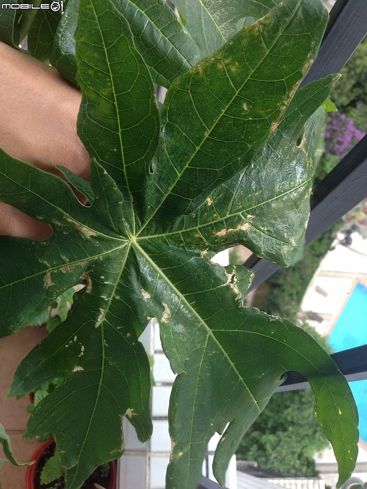 請問我的木瓜生病嗎?