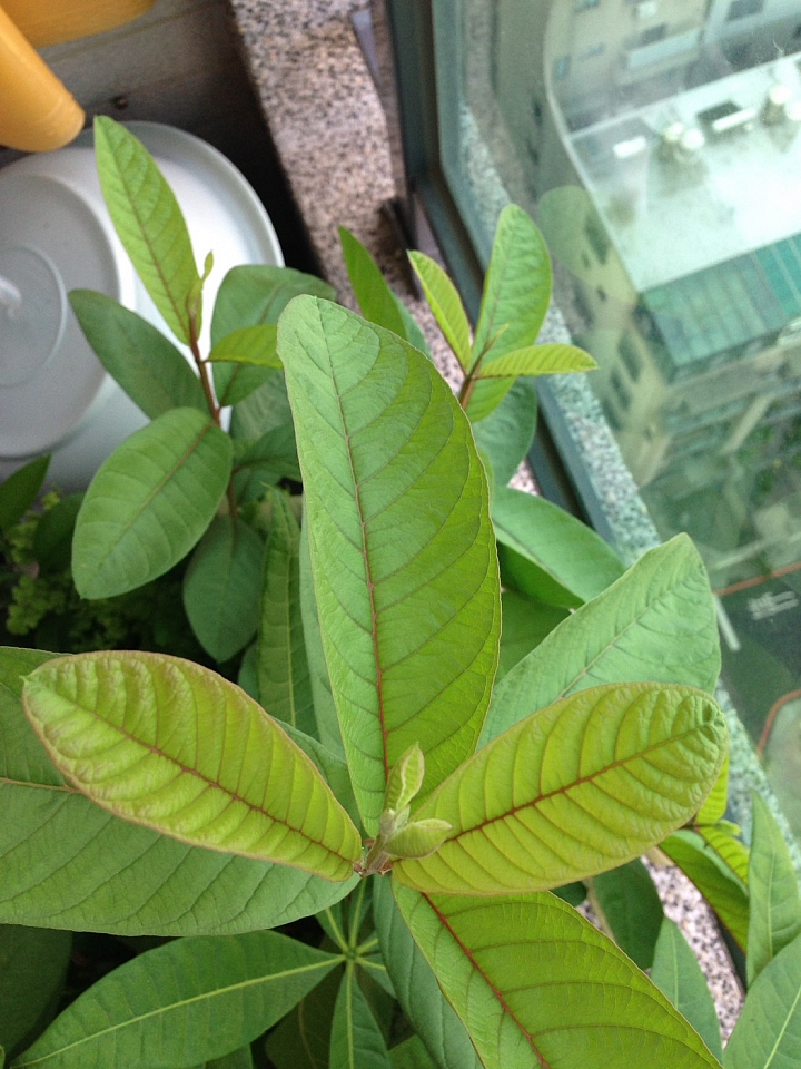 請教一款植物名字