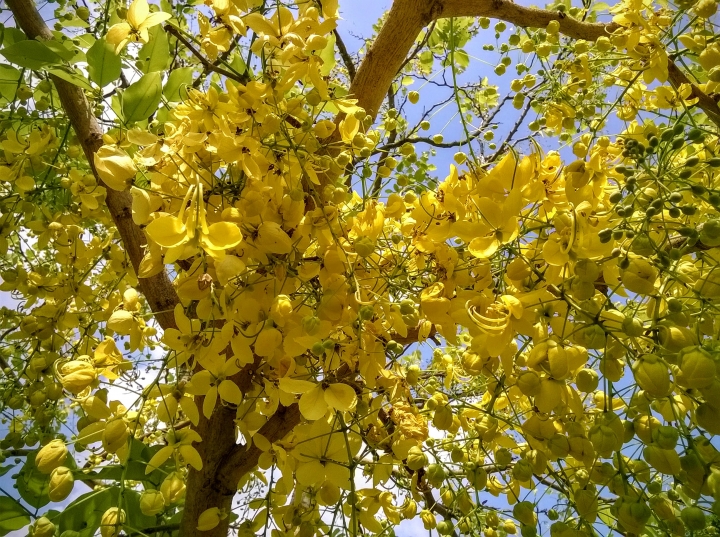 歸仁高鐵站  阿勃勒,鳳凰木,蓮花,花旗木5月8號