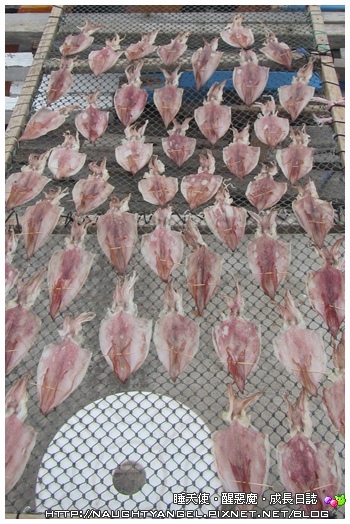 〈澎湖好好玩〉揪團來去漁村住一晚！無菜單行程驚喜連連金促咪！