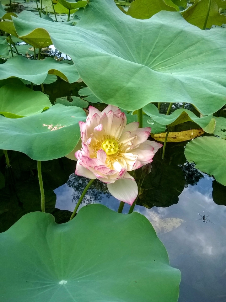 台南市藝術轉角 蓮花5月14號