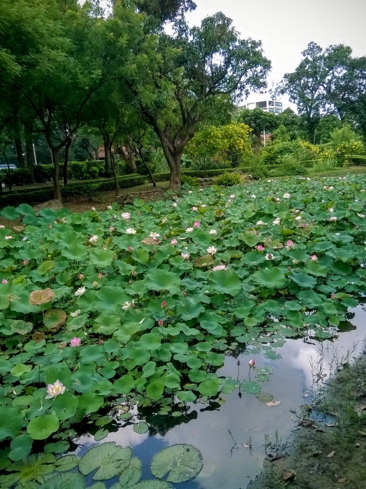 台南市藝術轉角 蓮花5月14號