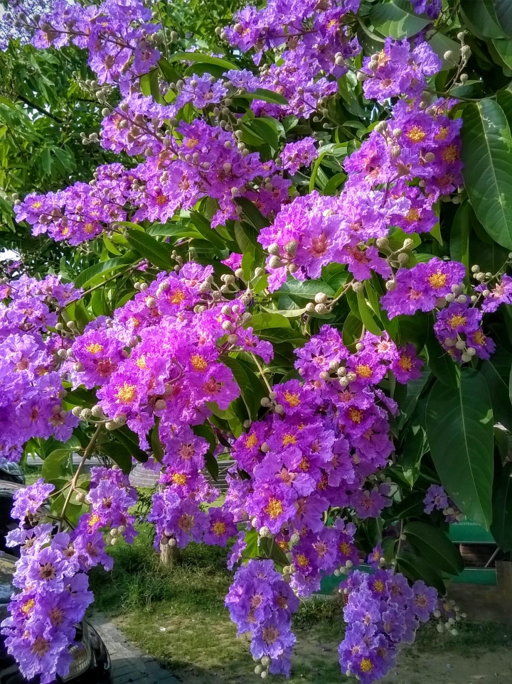 台南市歸仁區公所 大花紫薇5月19號