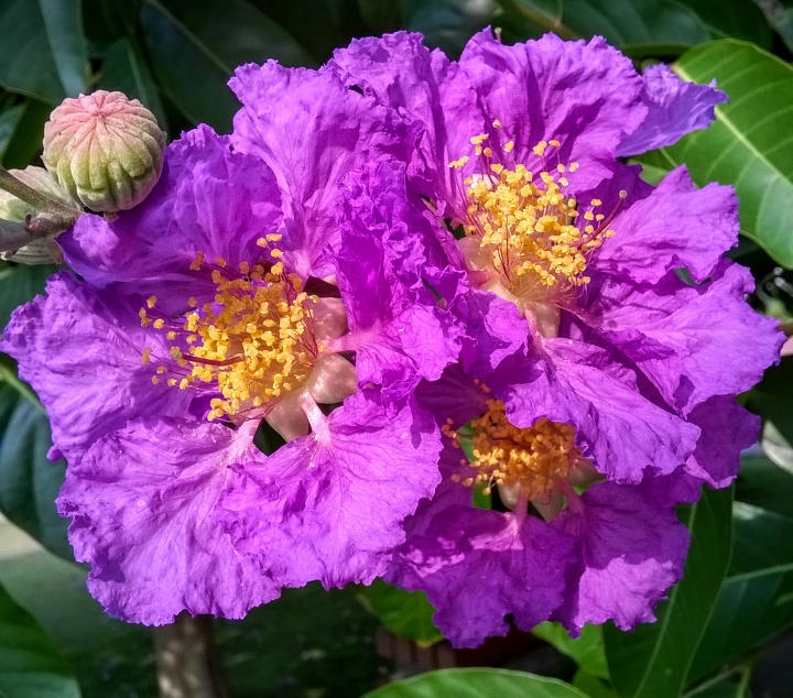 台南市歸仁區公所 大花紫薇5月19號
