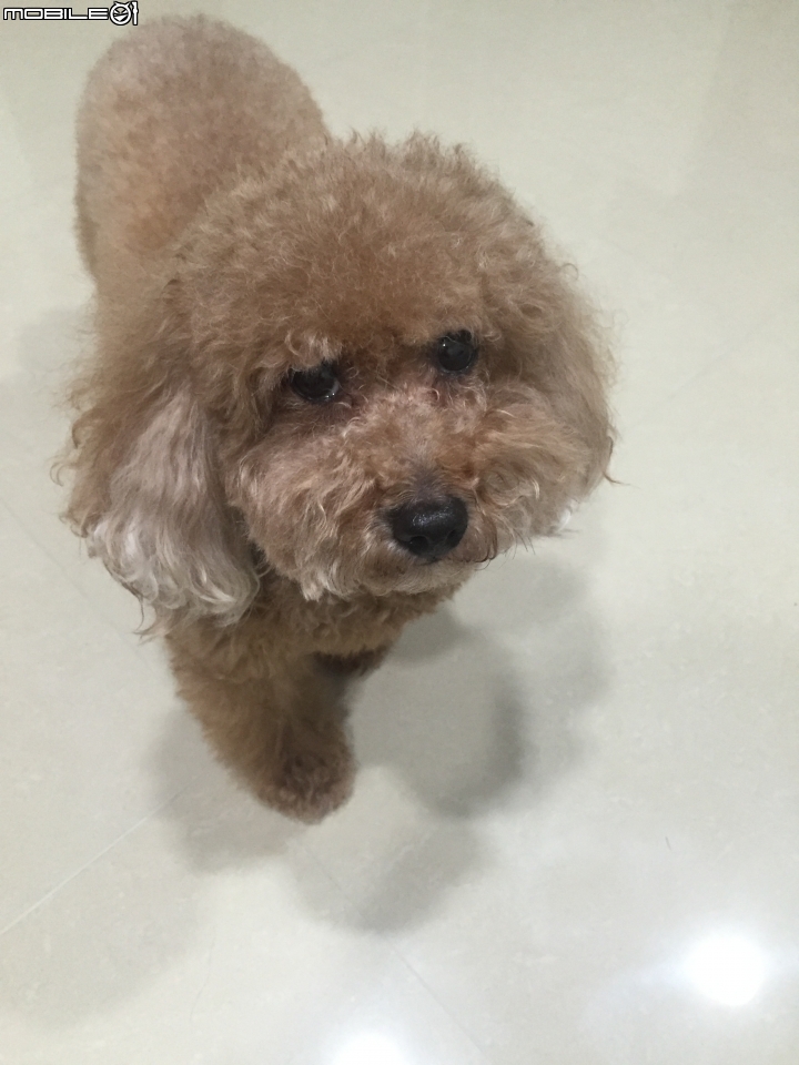 愛吃的狗狗