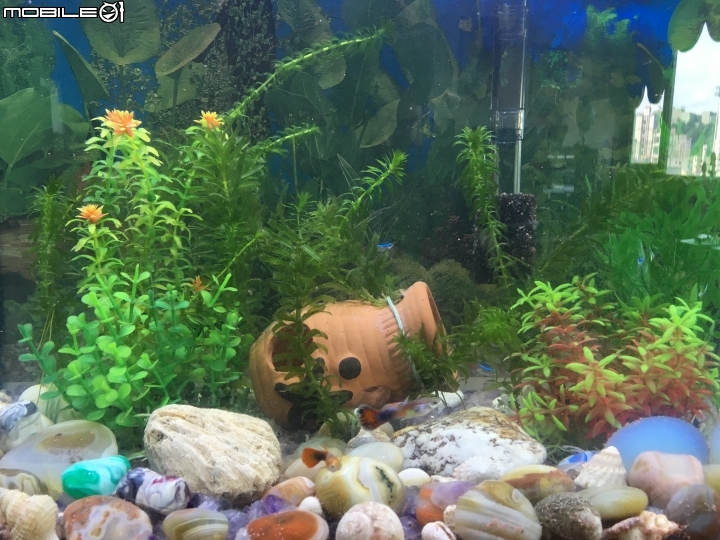 [求救]我爸的魚缸一直養不活