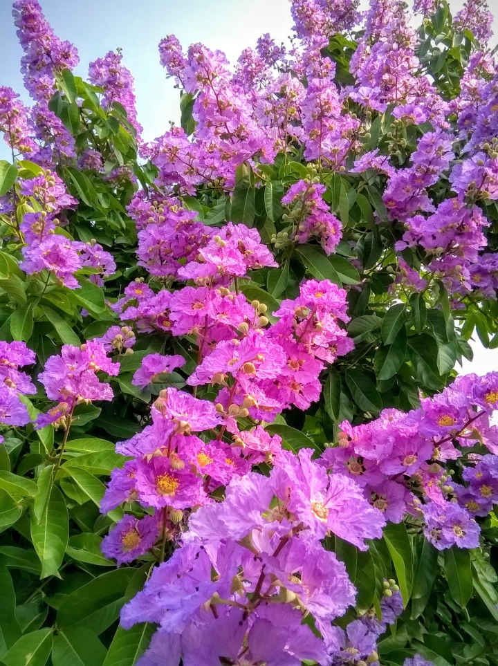 台南市歸仁區公所 大花紫薇5月19號