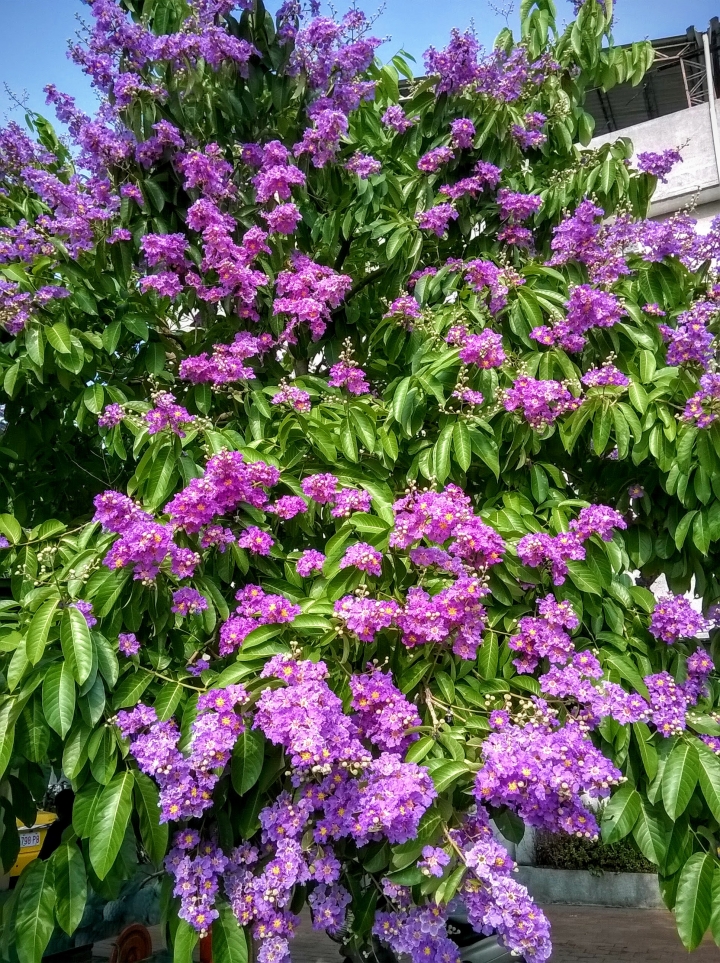 台南市歸仁區公所 大花紫薇5月19號