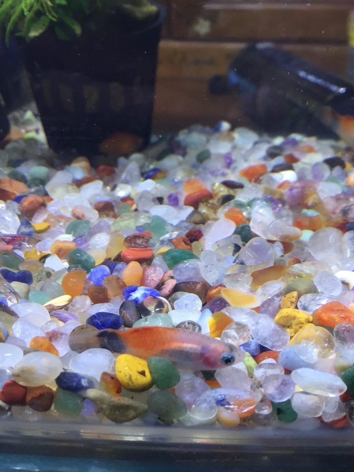 請問孔雀魚發生什麼事了!??!?