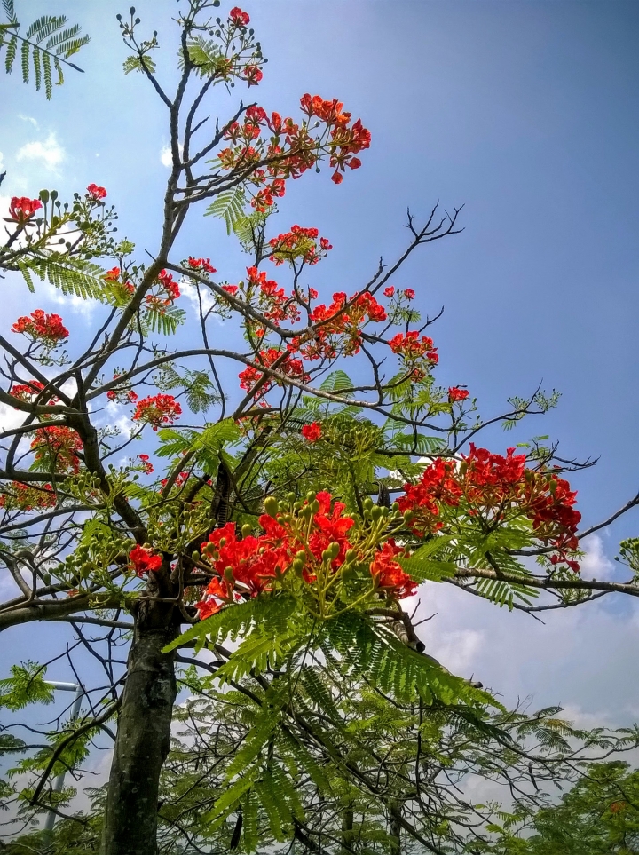 歸仁高鐵站  阿勃勒,鳳凰木,蓮花,花旗木5月8號