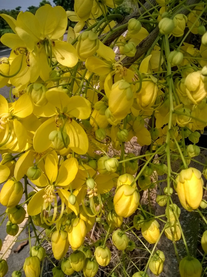 歸仁高鐵站  阿勃勒,鳳凰木,蓮花,花旗木5月8號