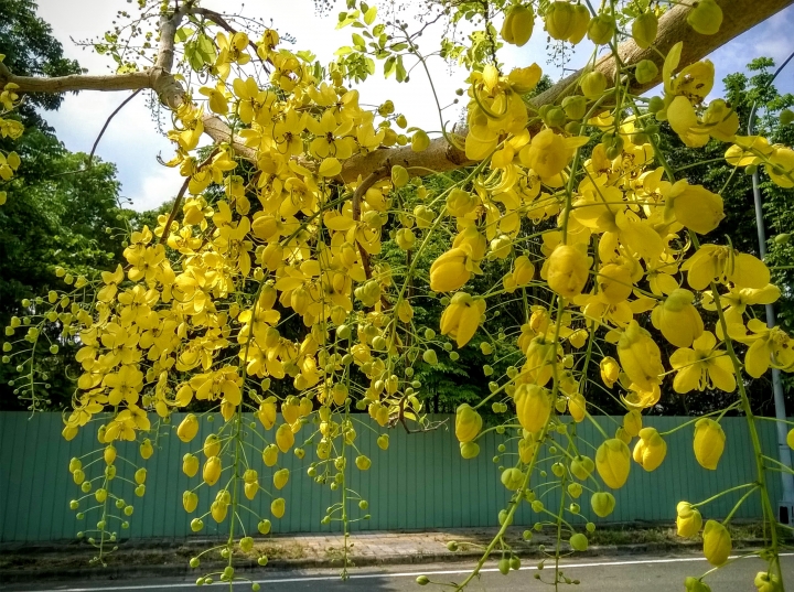 歸仁高鐵站  阿勃勒,鳳凰木,蓮花,花旗木5月8號