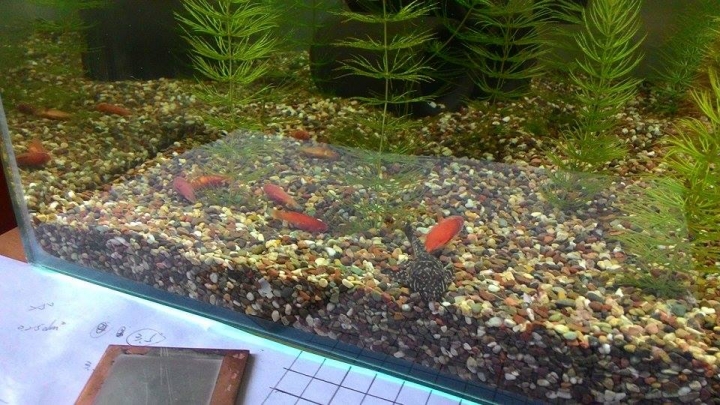 新手養魚 魚重白點