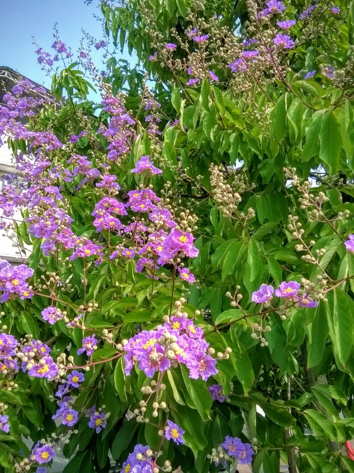 台南市歸仁區公所 大花紫薇5月19號