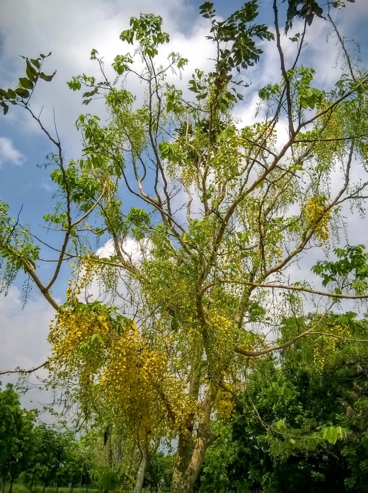 歸仁高鐵站  阿勃勒,鳳凰木,蓮花,花旗木5月8號