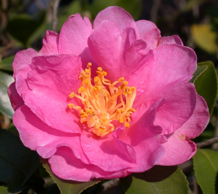 上古的尼康E995
