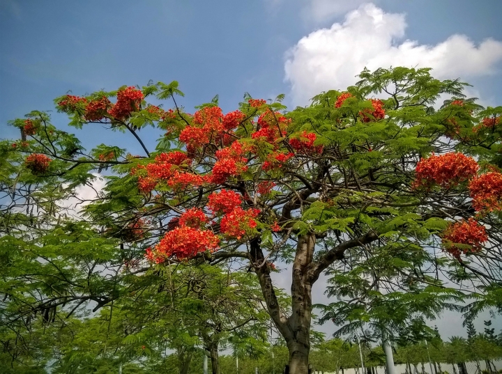 歸仁高鐵站  阿勃勒,鳳凰木,蓮花,花旗木5月8號