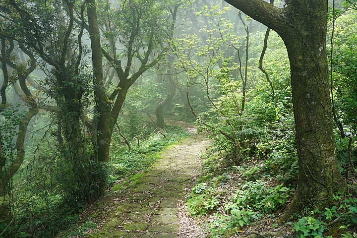 大屯山 - 大屯坪 - 二子坪 - 大屯自然公園 - 菜公坑山  ( 42 P )