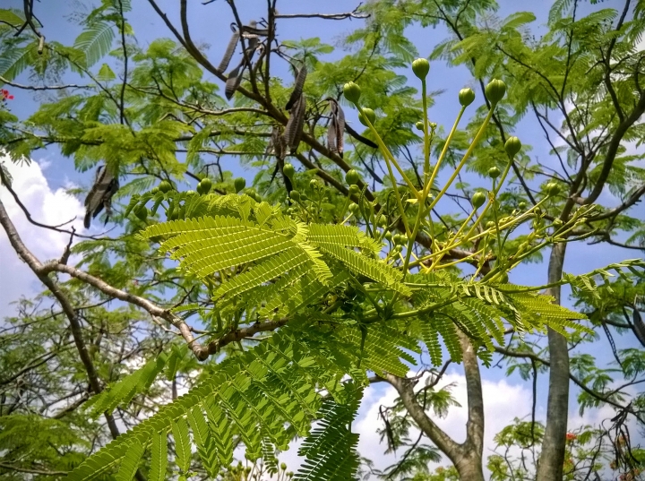 歸仁高鐵站  阿勃勒,鳳凰木,蓮花,花旗木5月8號