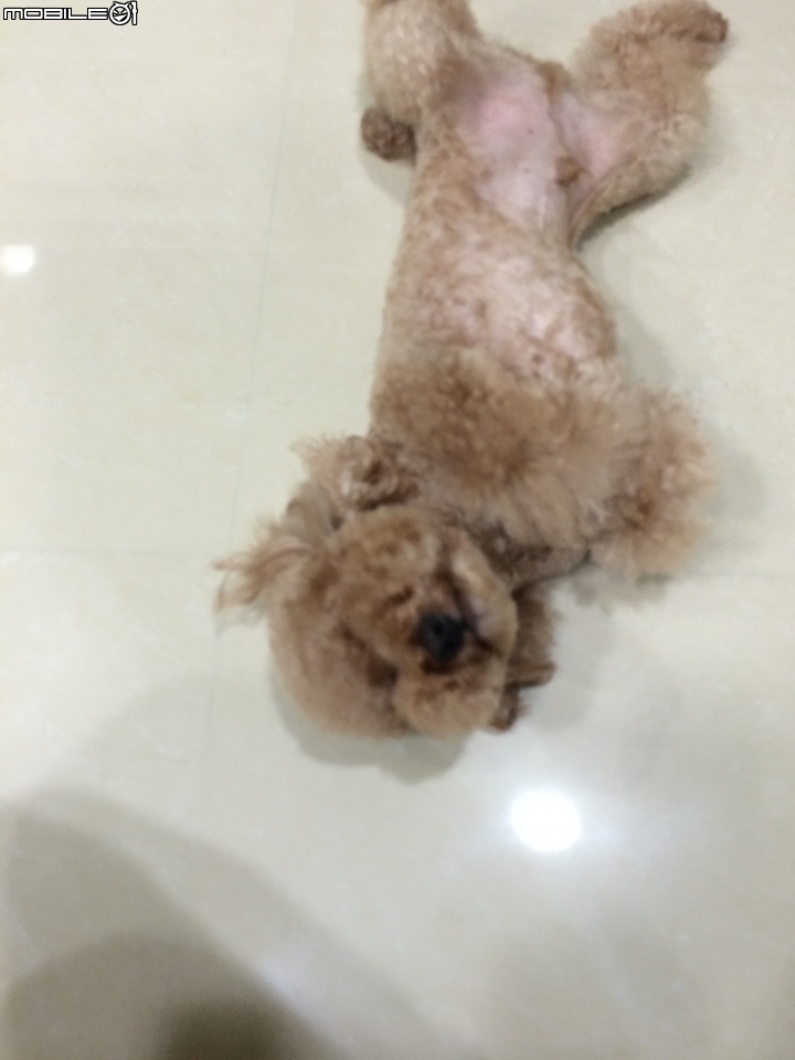 愛吃的狗狗