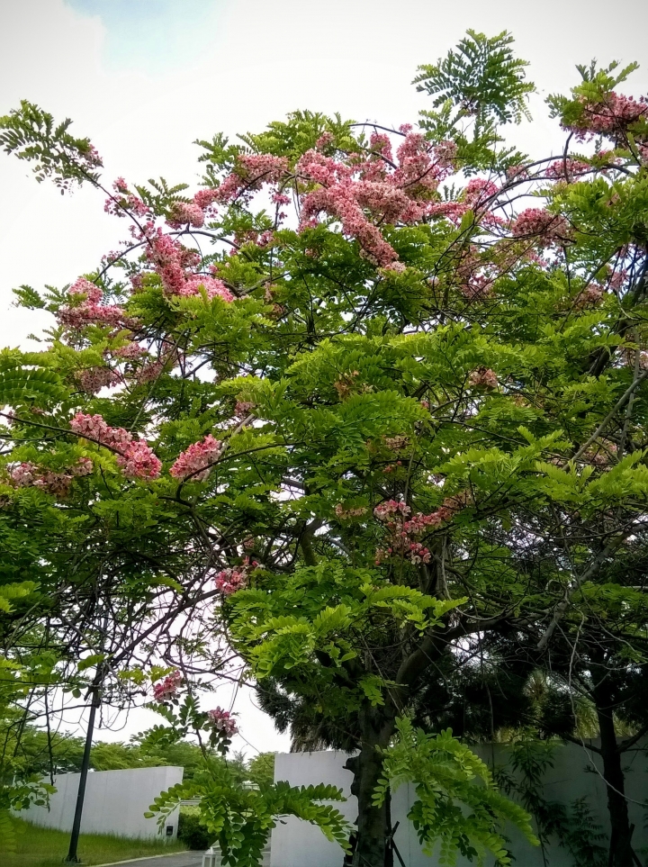 歸仁高鐵站  阿勃勒,鳳凰木,蓮花,花旗木5月8號