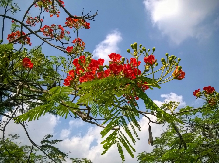 歸仁高鐵站  阿勃勒,鳳凰木,蓮花,花旗木5月8號
