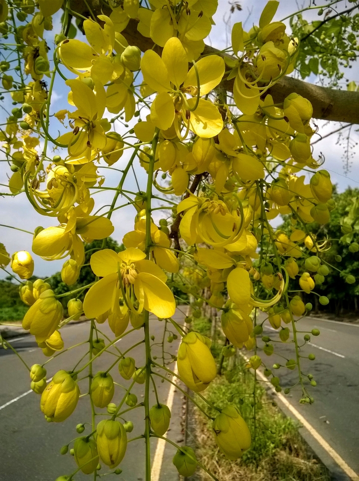 歸仁高鐵站  阿勃勒,鳳凰木,蓮花,花旗木5月8號