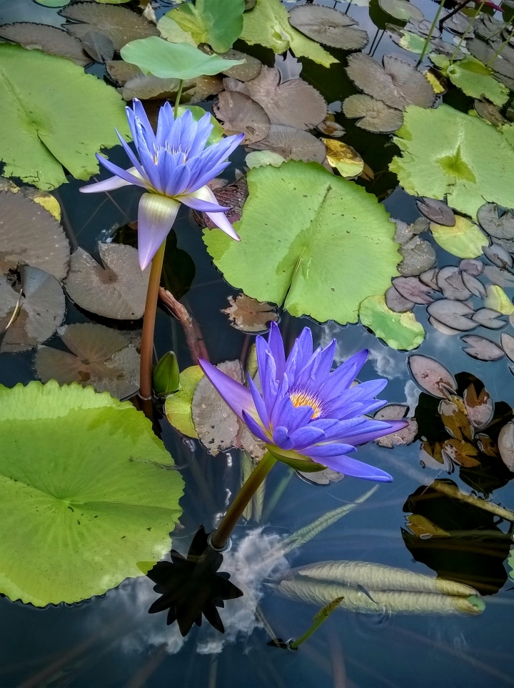 歸仁高鐵站  阿勃勒,鳳凰木,蓮花,花旗木5月8號