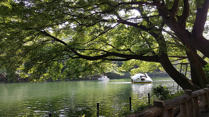 三星 NOTE 5 初夏 日本 實拍 分享 (日光)