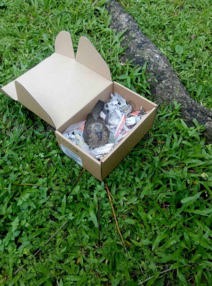 請問有人知道這傢伙(鳥)是什麼種的嗎?