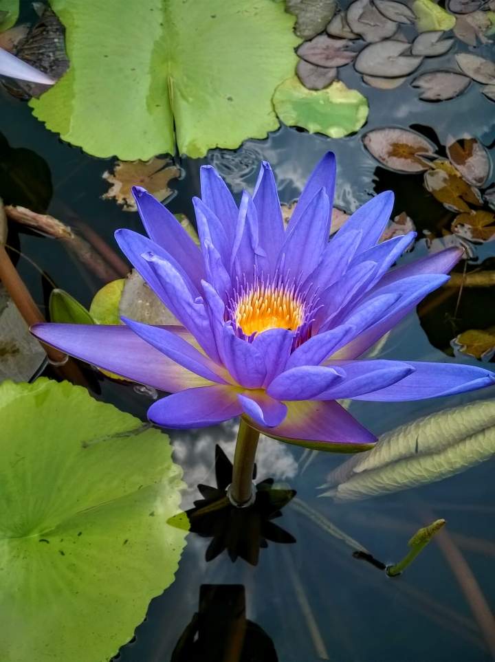 歸仁高鐵站  阿勃勒,鳳凰木,蓮花,花旗木5月8號