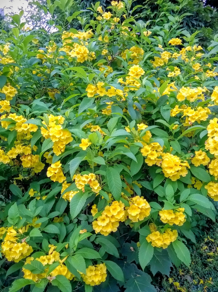 台南市藝術轉角 蓮花5月14號