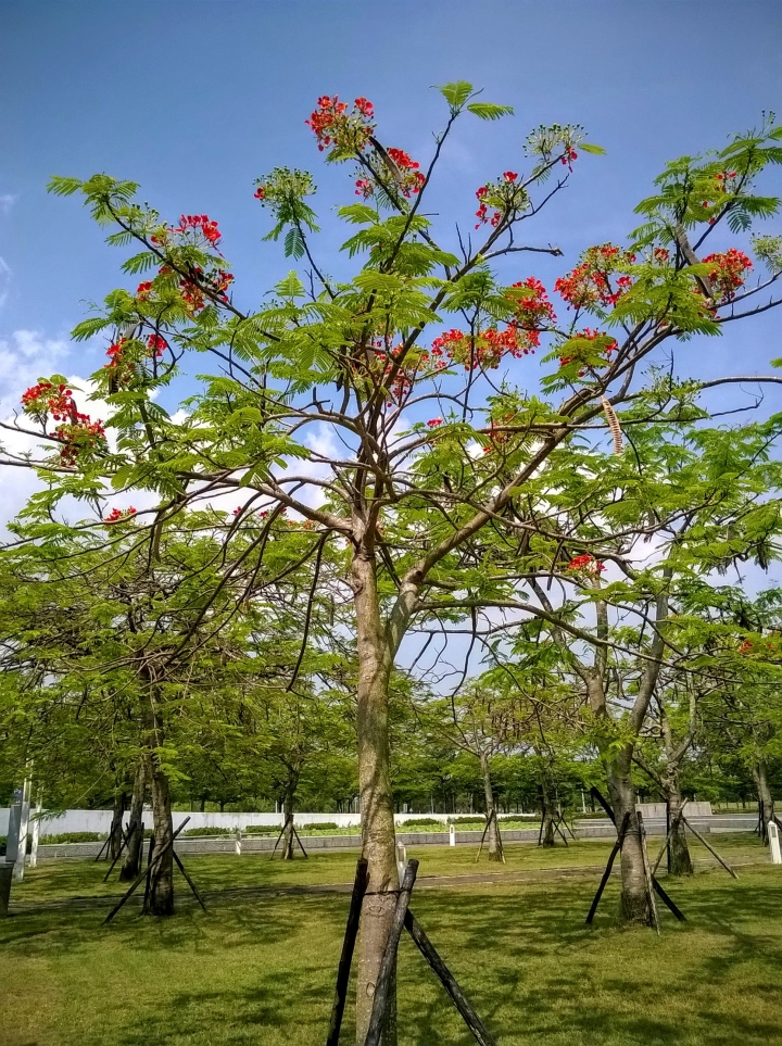 歸仁高鐵站  阿勃勒,鳳凰木,蓮花,花旗木5月8號