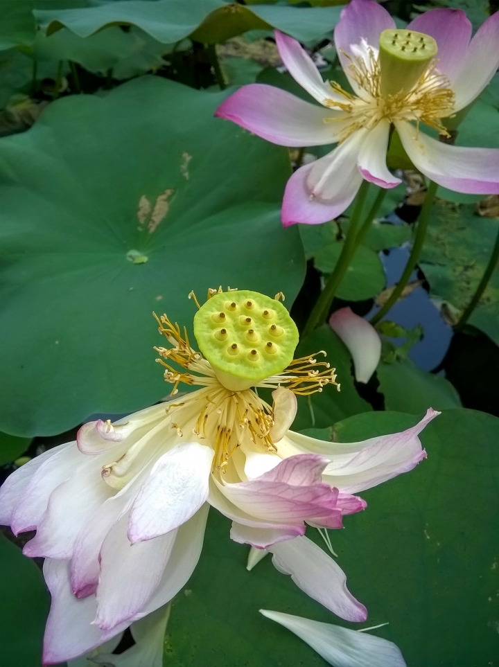 台南市藝術轉角 蓮花5月14號