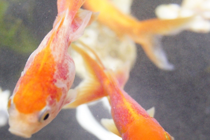 金魚生病了?!