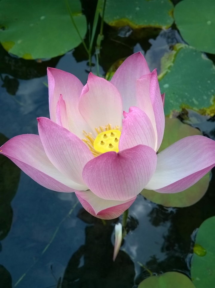 台南市藝術轉角 蓮花5月14號