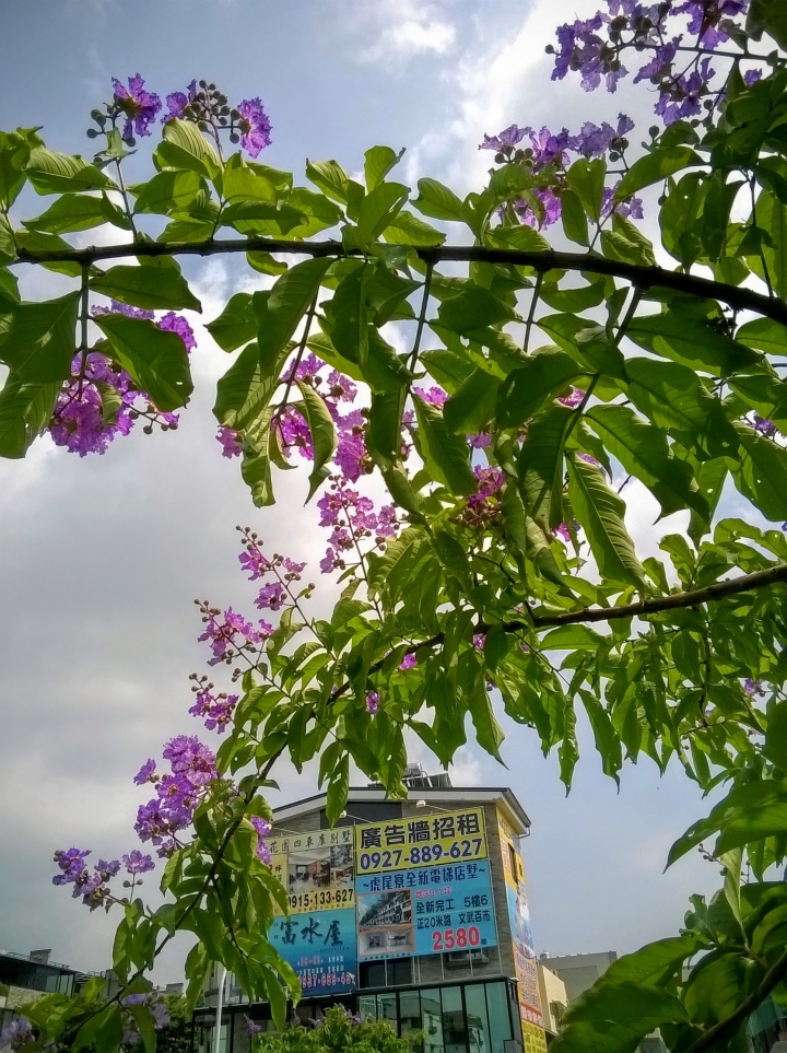 台南市東區裕和路 大花紫薇5月15號