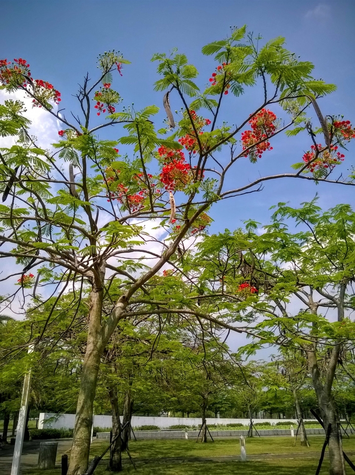 歸仁高鐵站  阿勃勒,鳳凰木,蓮花,花旗木5月8號