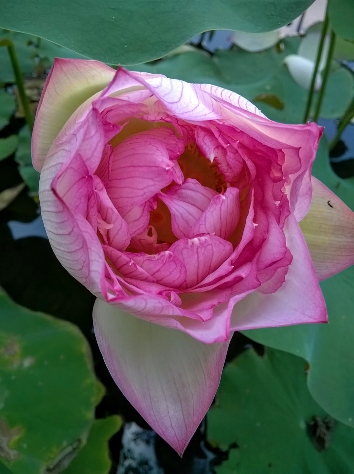 台南市藝術轉角 蓮花5月14號