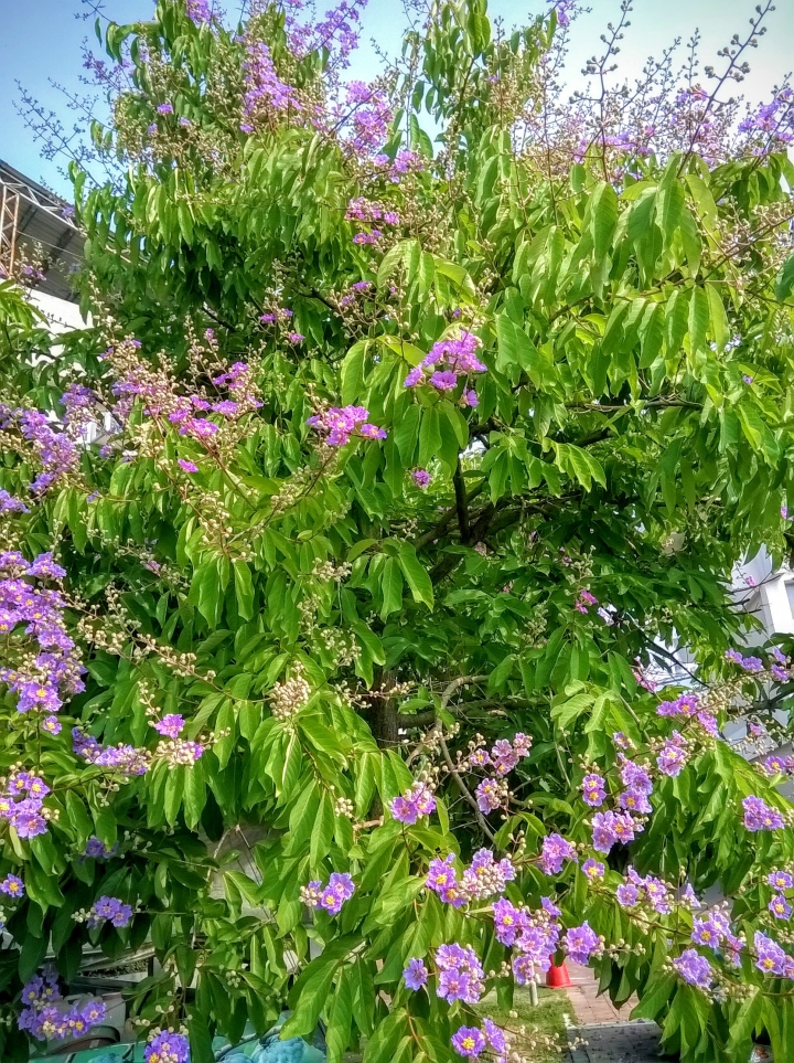 台南市歸仁區公所 大花紫薇5月19號