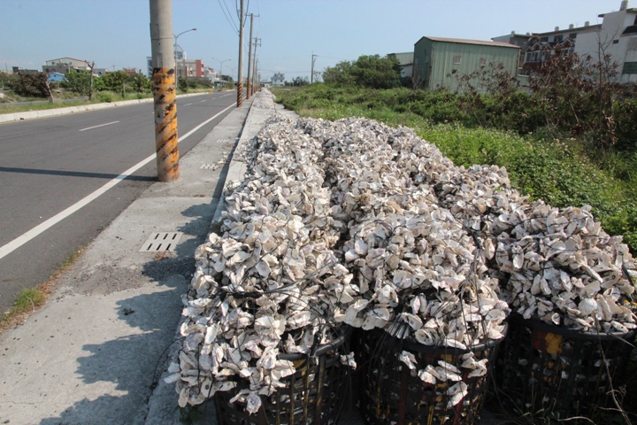 單車回「嘉」嚐鮮東石外傘頂洲紀行