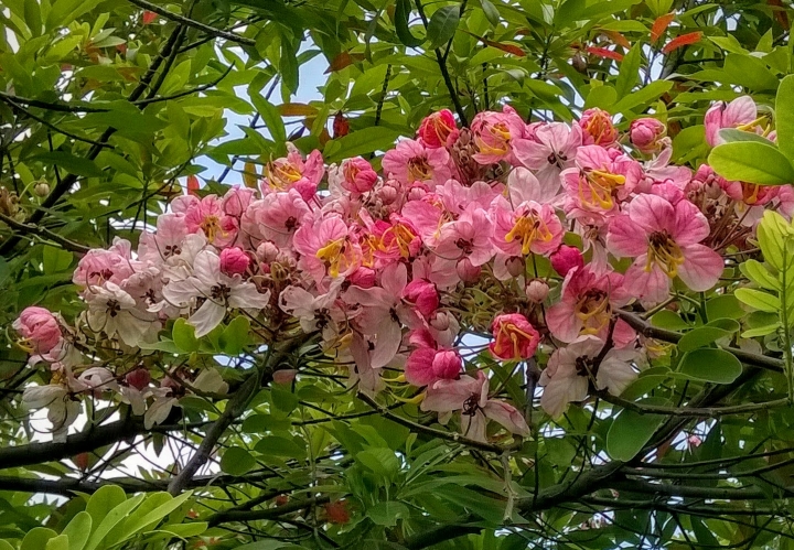 歸仁高鐵站  阿勃勒,鳳凰木,蓮花,花旗木5月8號
