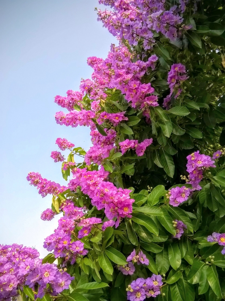 台南市歸仁區公所 大花紫薇5月19號