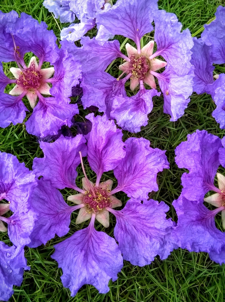 台南市東區裕和路 大花紫薇5月15號