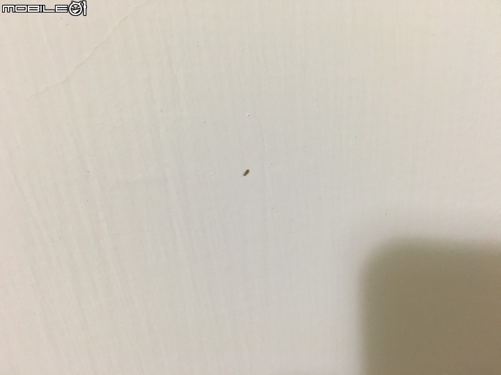 不知名的小蟲