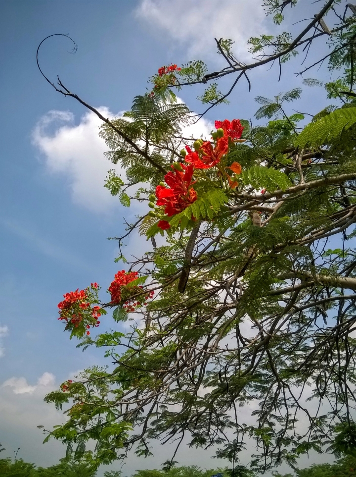 歸仁高鐵站  阿勃勒,鳳凰木,蓮花,花旗木5月8號