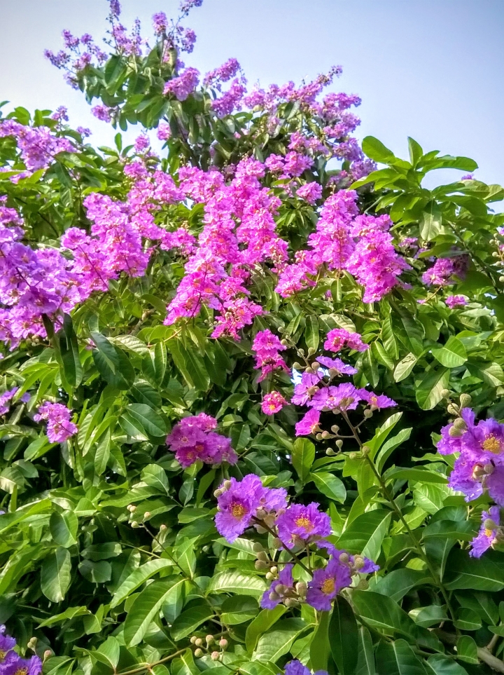台南市歸仁區公所 大花紫薇5月19號